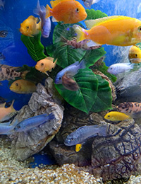  10% off all aquarium accessories including ornaments