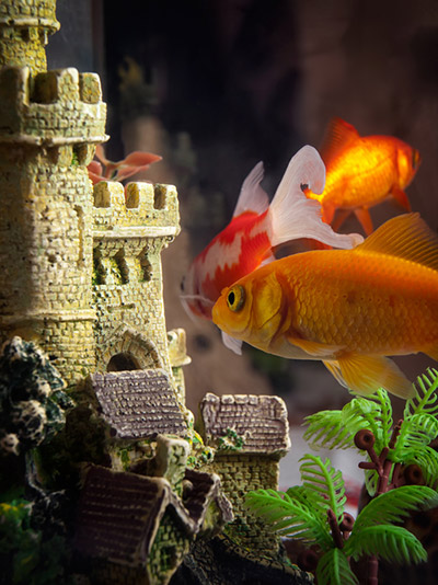 In November, take 15% off all aquarium, and reptile supplies. Booking now for holiday boarding needs for reptile and birds!