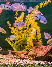 April showers mean 10% off all aquarium plants and maintenance equipment. Reserve now for your summer boarding needs