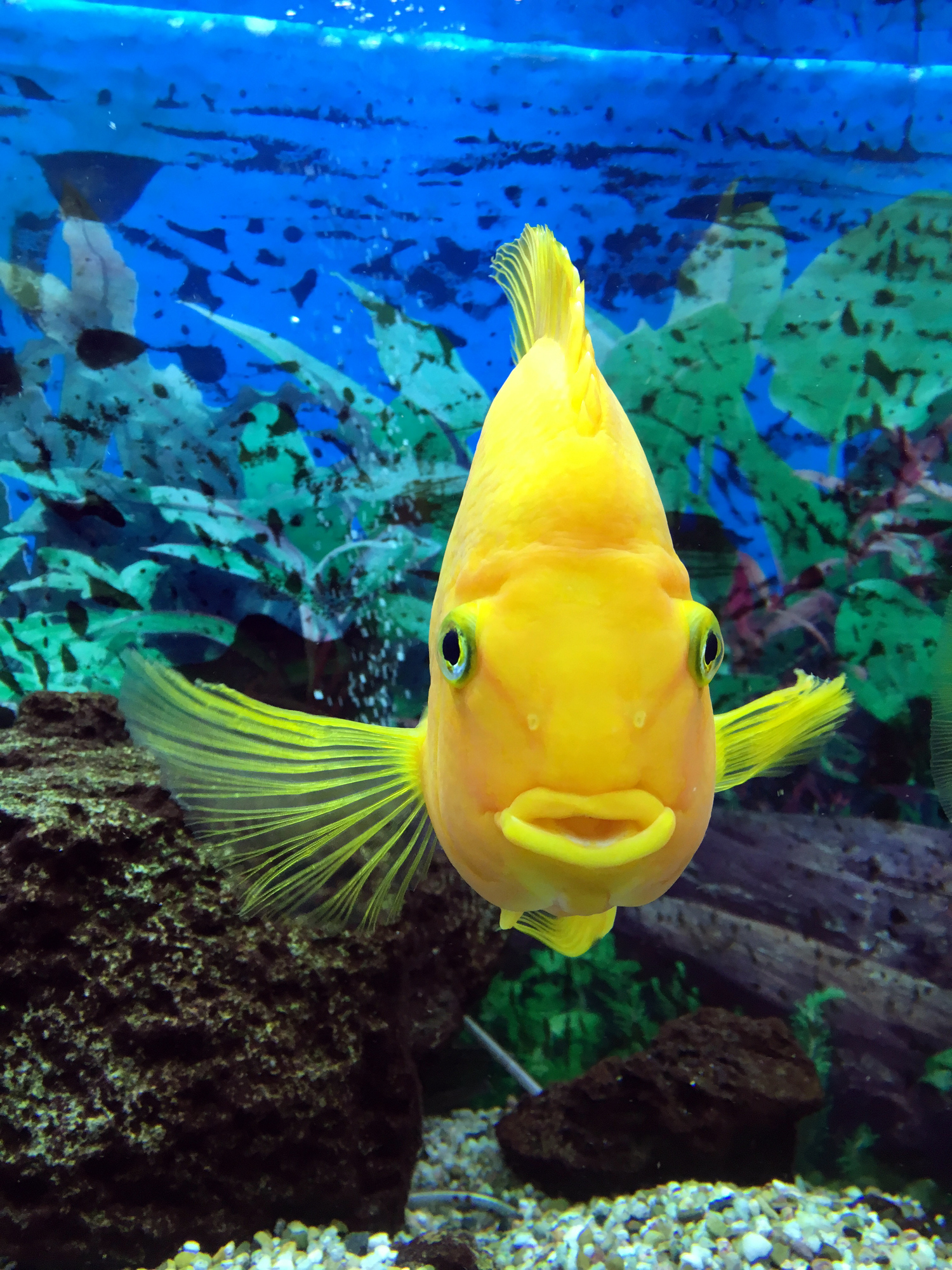 August is fish month. Get 15% off all fish purchases throughout the month. Please mention this web special to the front counter at checkout.