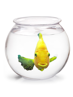 Get $10 in FREE FISH with every 5 Gallon (or larger) tank setup. Please mention this web special at the front checkout counter.