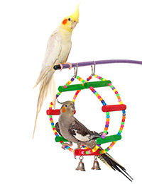 We are getting warmer as summer warms up. To celebrate, we are doing a 10% discount on all bird and reptile accessories through July 4th. Just mention this web special at the front desk.