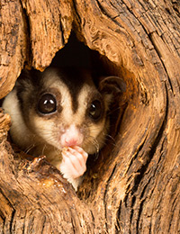We have a great online special to welcome the spring season. Get Sugar Gliders at $500 a PAIR while supplies last. As they say- two gliders are better than one!