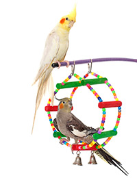 January is feathered friends month - 10% off of all birds and small animals.